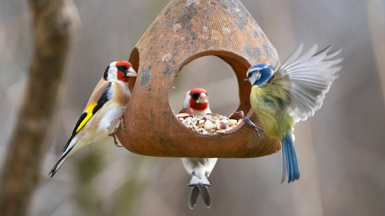 Birds eating seeds out of a bird feeder