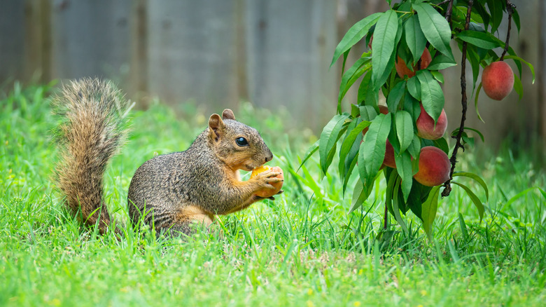 Squirrel eating garden fruits