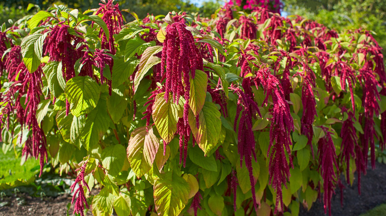 Amaranthus caudatus in bloom