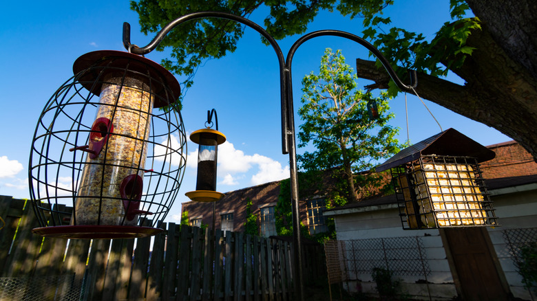 Bird feeders in backyard