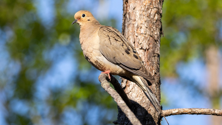 Mourning dove in tree