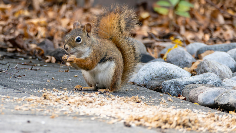 Squirrel eating spilled bird seed