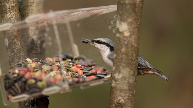Nuthatch chooses a seed from a feeder