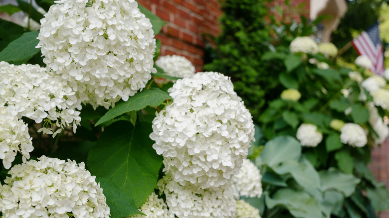 Close up of a cluster of white hydrangea blooms along the side of a red brick house.