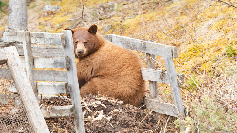a bear sits in a compost bin
