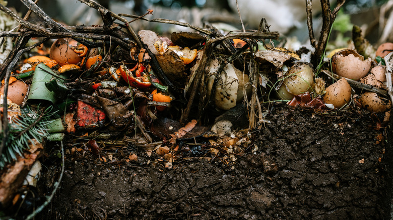 assorted food scraps atop a compost pile