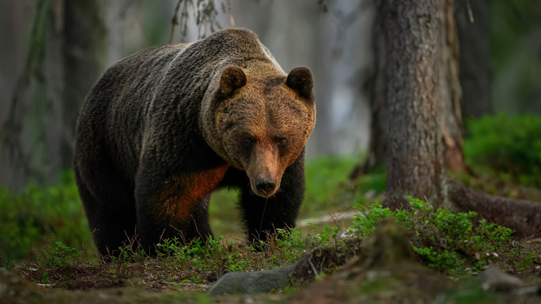 Grizzly bear walking through forest