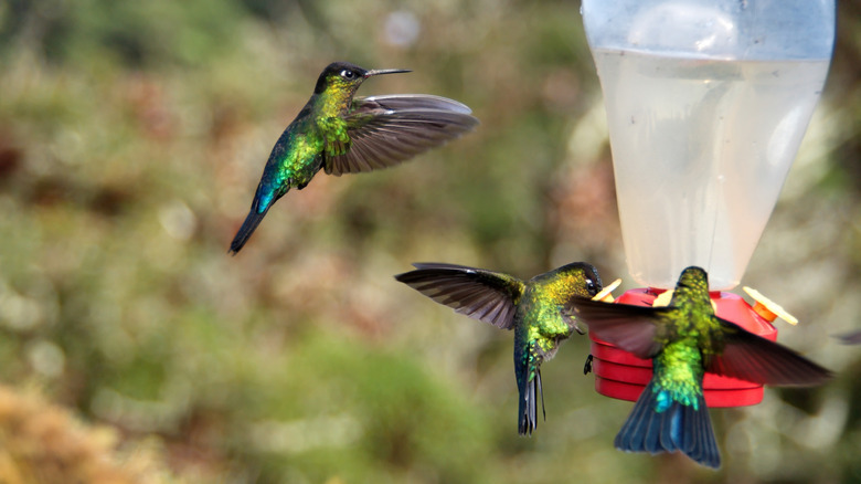 hummingbirds flocking to feeder