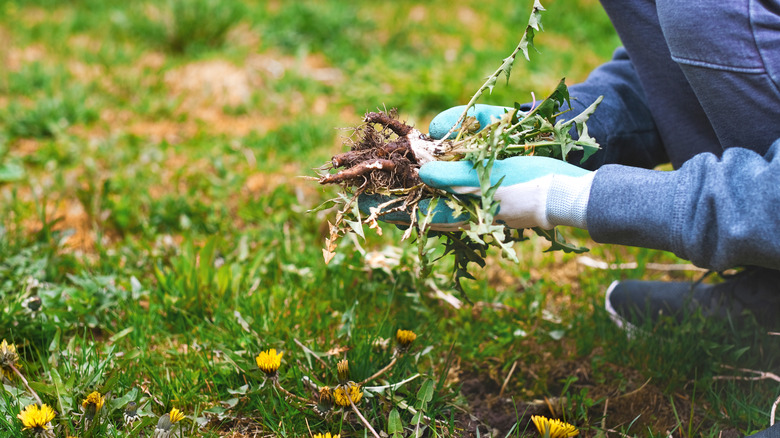 Gardener pulling weeds out of ground