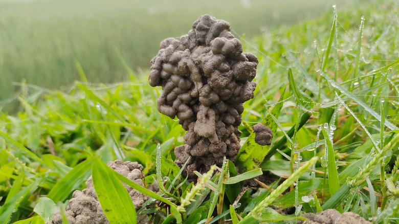 Worm casting in yard
