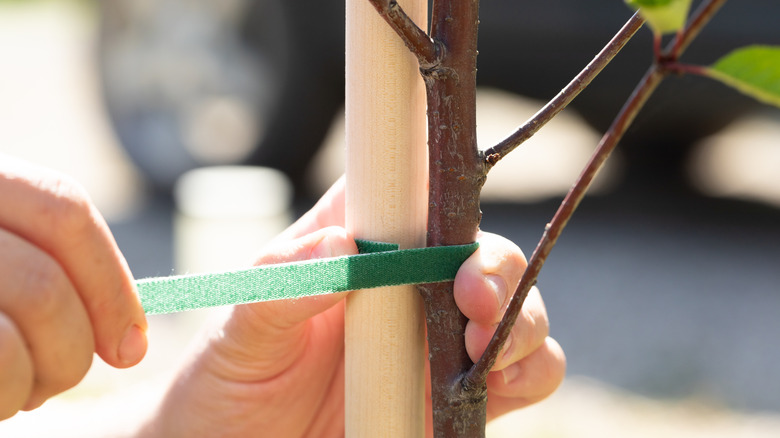 Person secures a plant to a wide dowel