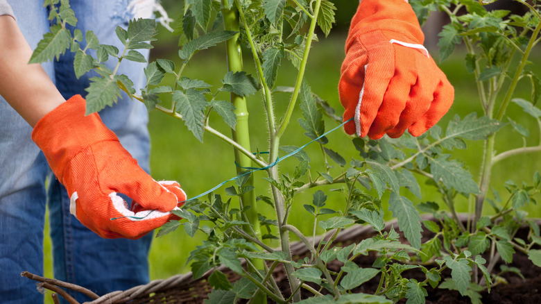 Person tying a tomato plant to a stake