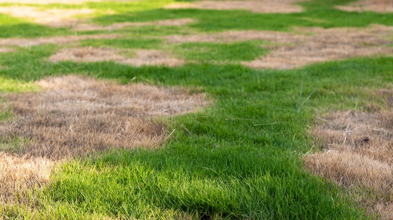Brown patches in a lawn