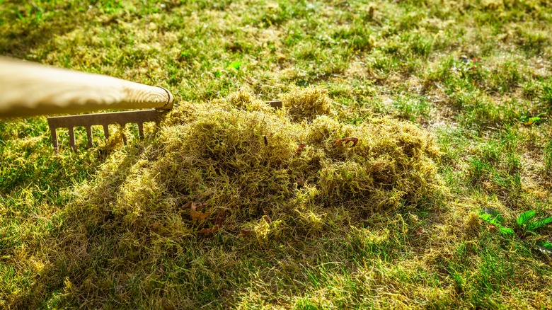 Raking thatch and grass clippings