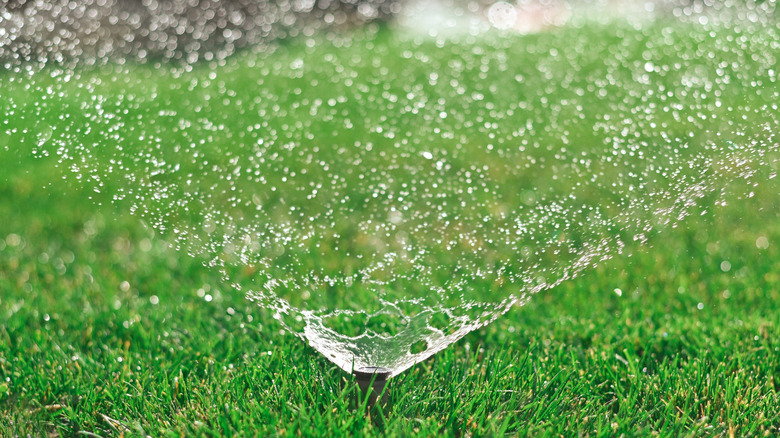 sprinkler in lawn