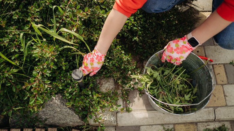 Woman weeding around bush with a bucket of different weeds