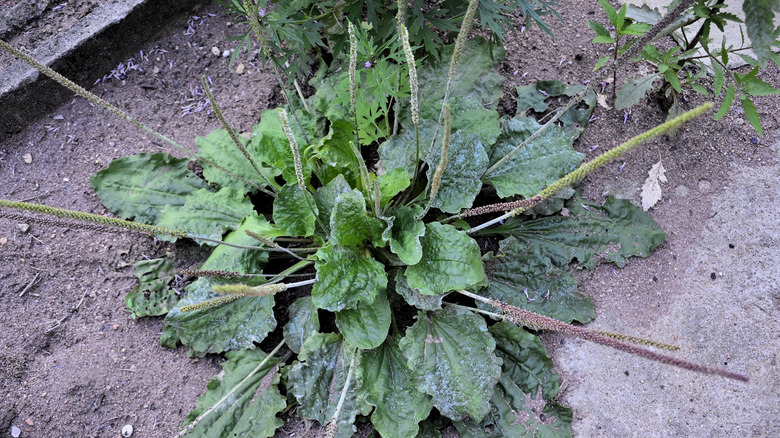 Flowering American plantain by sidewalk