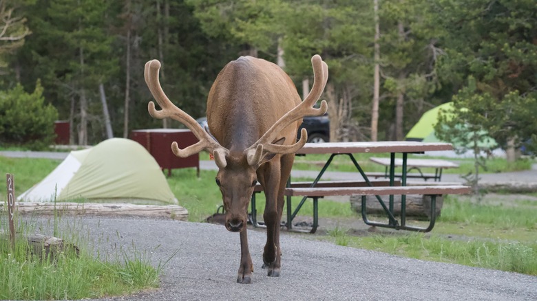 Massive elk roaming through campsite