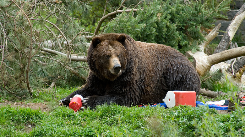 A bear looks for snacks at a campsite