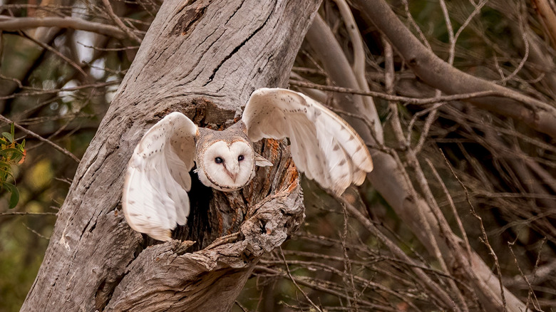 Owl flies out of a tree cavity