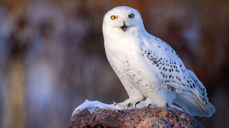 Snowy owl close-up