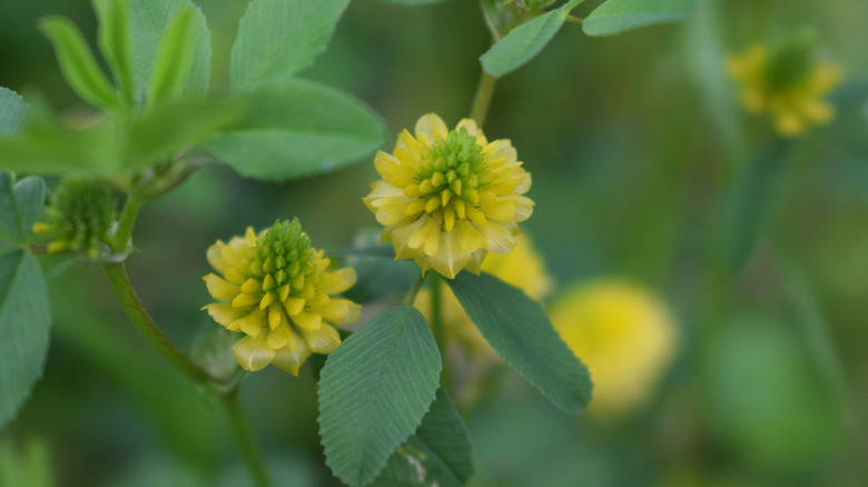 Close up of black medic weed (Medicago lupulina)