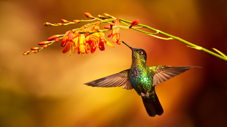 Hummingbird visiting red crocosmia flowers