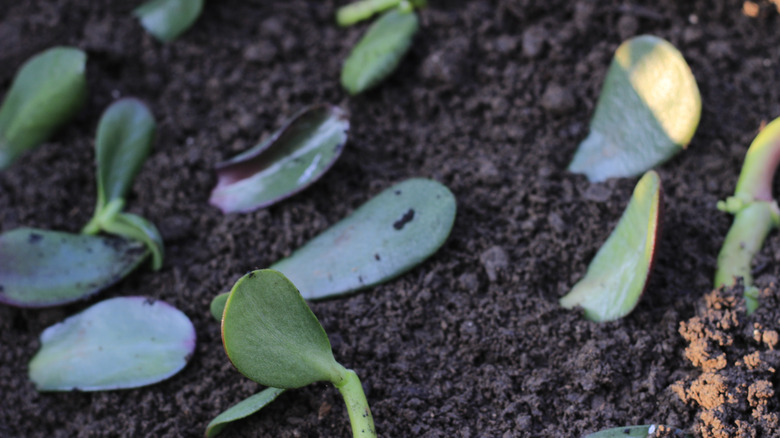 succulent plant leaves lie on top of soil