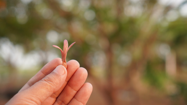 hand holds a shorea cutting
