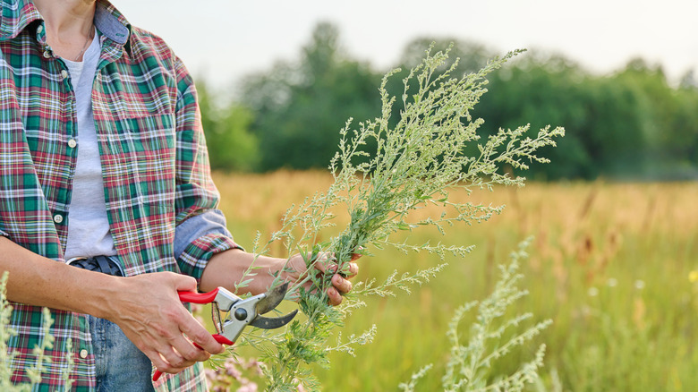 gardener cuts artemisia flowers in a field