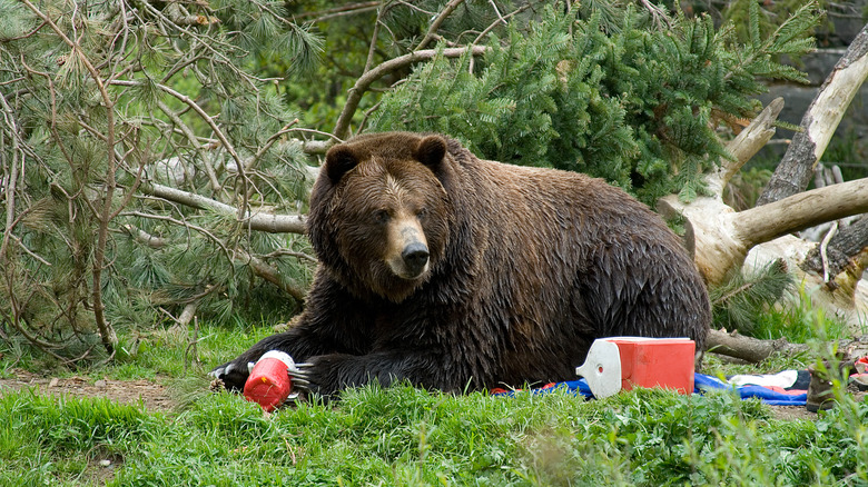Bear eating camper's food