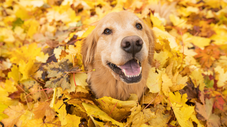 Happy dog in a leaf pile