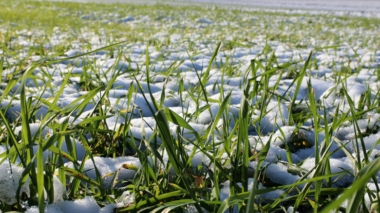 grass green with snow on it