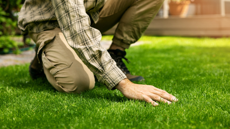 A man inspecting a lush green lawn