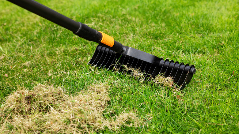 A person scarifying a lawn with a rake