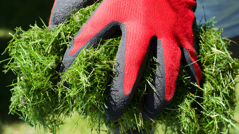 Gloved hands grasp grass clippings