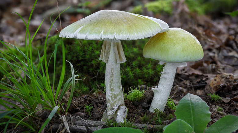 Death cap mushrooms in grassy dirt