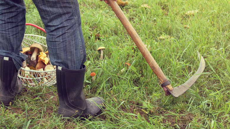 Man harvesting various mushrooms on a lawn using a scythe
