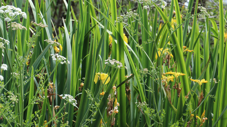 Yellow flowers and water hemolock growing in tall grass