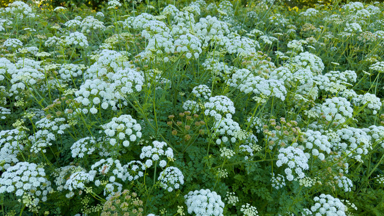 Water hemlock in bloom