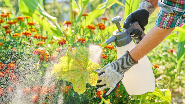 A gardener sprays a pumpkin leaf infected with powdery mildew.