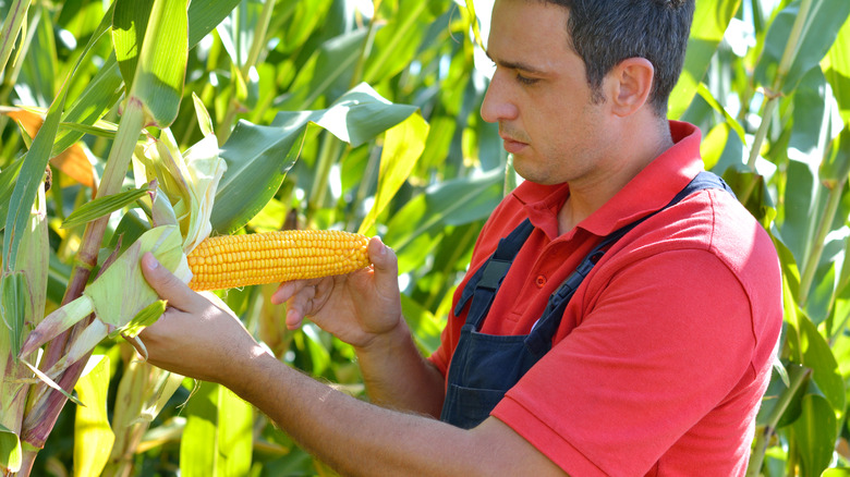 Man picking ear of yellow corn