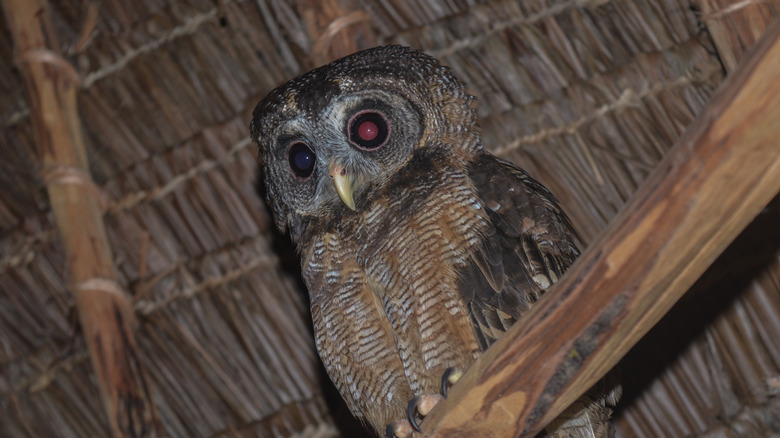 Owl reacting to flash of camera