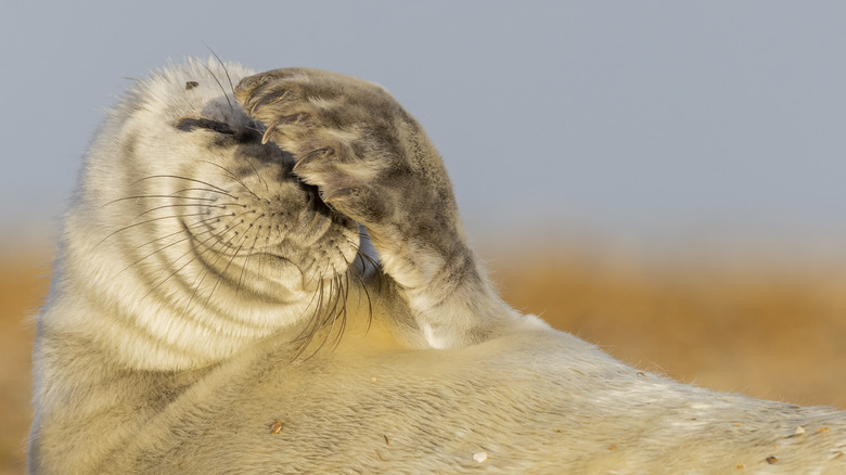 Seal pup covering its face