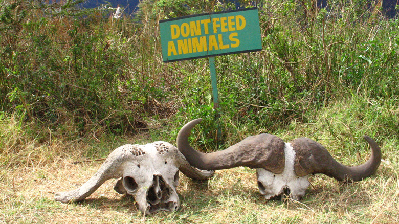 Sign saying don't feed animals
