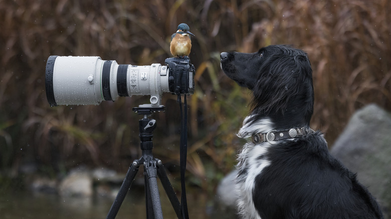 Bird perched on camera beside dog