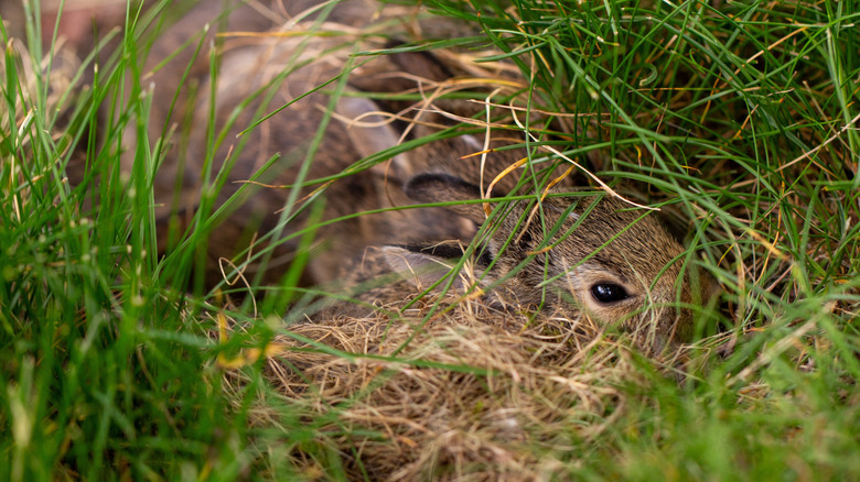 Baby bunnies hiding under brush