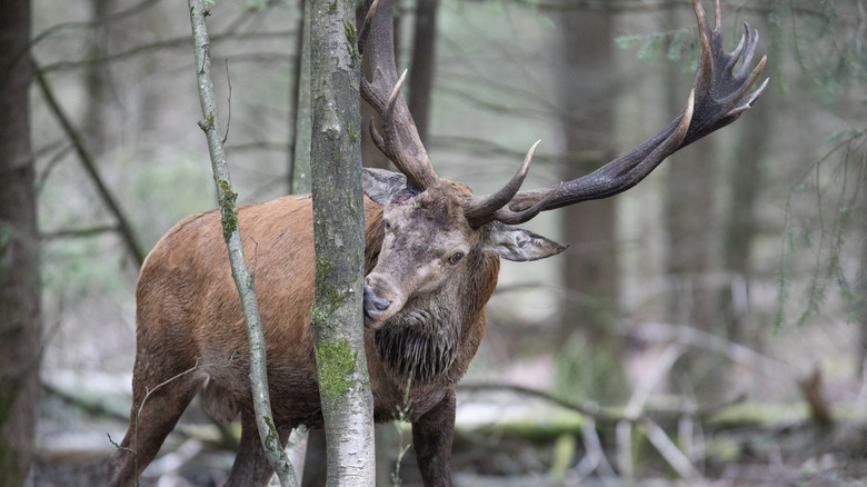 male deer chomping on a tree