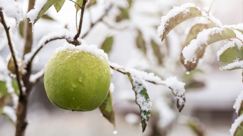 Green apple on a tree under snow