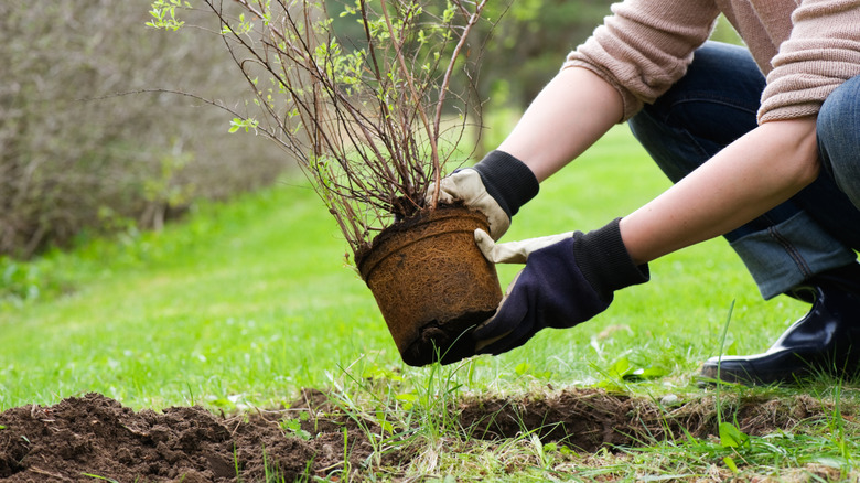 person wearing gloves bent over planting a baby shrub in the ground